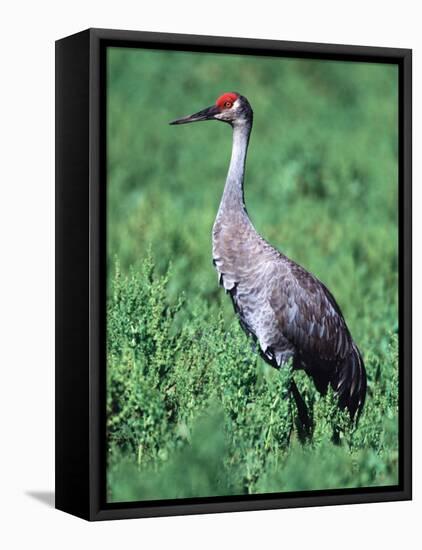 Sandhill Crane, Myakka River State Park, Florida, USA-Charles Sleicher-Framed Premier Image Canvas