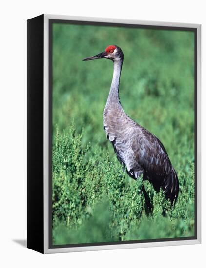 Sandhill Crane, Myakka River State Park, Florida, USA-Charles Sleicher-Framed Premier Image Canvas