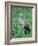 Sandhill Crane, Myakka River State Park, Florida, USA-Charles Sleicher-Framed Photographic Print