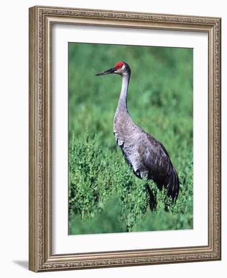 Sandhill Crane, Myakka River State Park, Florida, USA-Charles Sleicher-Framed Photographic Print