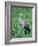 Sandhill Crane, Myakka River State Park, Florida, USA-Charles Sleicher-Framed Photographic Print