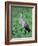 Sandhill Crane, Myakka River State Park, Florida, USA-Charles Sleicher-Framed Photographic Print