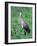 Sandhill Crane, Myakka River State Park, Florida, USA-Charles Sleicher-Framed Photographic Print