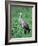 Sandhill Crane, Myakka River State Park, Florida, USA-Charles Sleicher-Framed Photographic Print