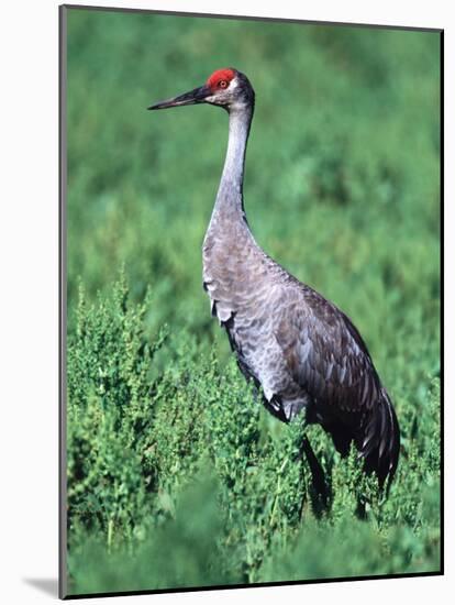 Sandhill Crane, Myakka River State Park, Florida, USA-Charles Sleicher-Mounted Photographic Print
