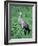 Sandhill Crane, Myakka River State Park, Florida, USA-Charles Sleicher-Framed Photographic Print