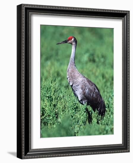 Sandhill Crane, Myakka River State Park, Florida, USA-Charles Sleicher-Framed Photographic Print