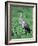 Sandhill Crane, Myakka River State Park, Florida, USA-Charles Sleicher-Framed Photographic Print