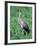 Sandhill Crane, Myakka River State Park, Florida, USA-Charles Sleicher-Framed Photographic Print