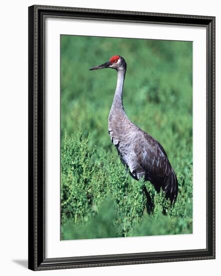 Sandhill Crane, Myakka River State Park, Florida, USA-Charles Sleicher-Framed Photographic Print