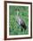 Sandhill Crane, Myakka River State Park, Florida, USA-Charles Sleicher-Framed Photographic Print