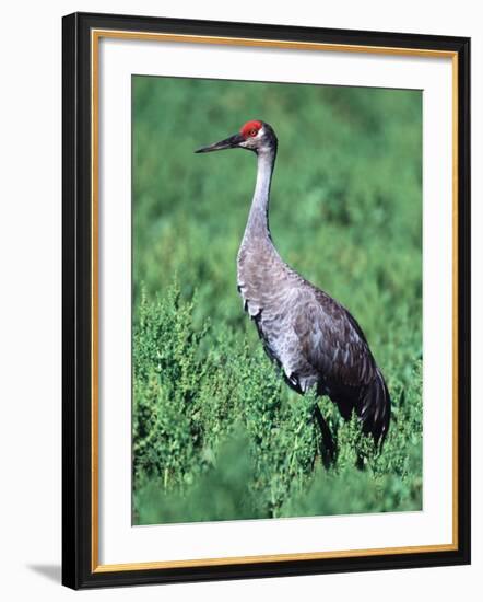 Sandhill Crane, Myakka River State Park, Florida, USA-Charles Sleicher-Framed Photographic Print