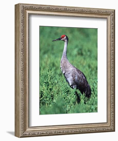 Sandhill Crane, Myakka River State Park, Florida, USA-Charles Sleicher-Framed Photographic Print