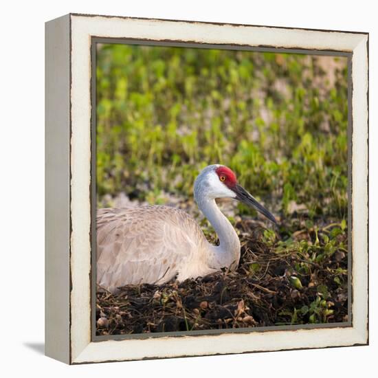 Sandhill Crane on Nest after Sunset, Florida, Wild-Maresa Pryor-Framed Premier Image Canvas