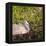 Sandhill Crane on Nest after Sunset, Florida, Wild-Maresa Pryor-Framed Premier Image Canvas