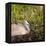 Sandhill Crane on Nest after Sunset, Florida, Wild-Maresa Pryor-Framed Premier Image Canvas
