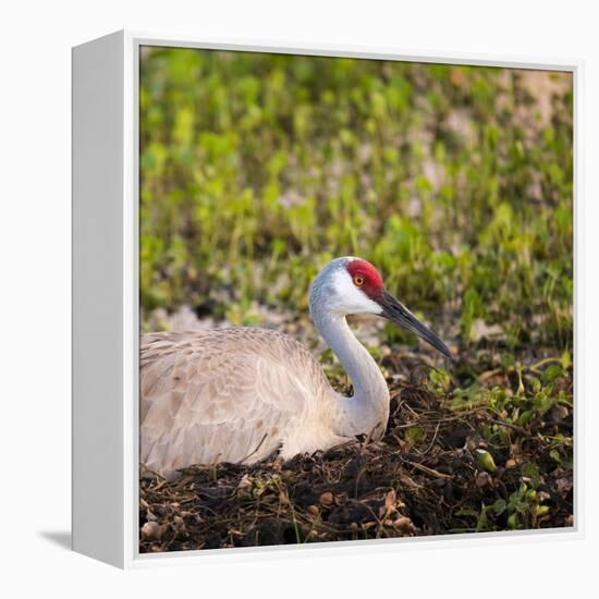 Sandhill Crane on Nest after Sunset, Florida, Wild-Maresa Pryor-Framed Premier Image Canvas