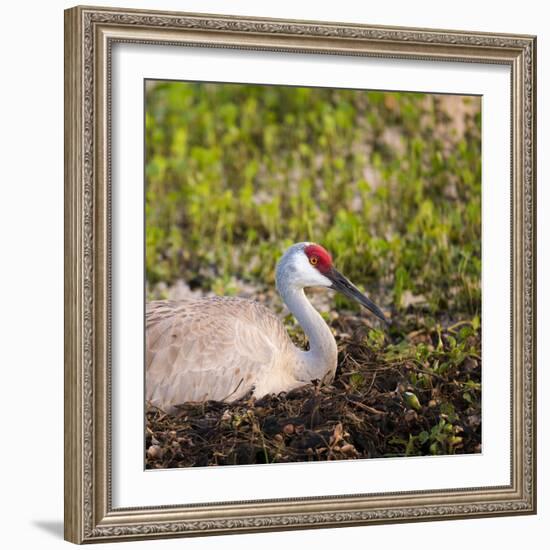 Sandhill Crane on Nest after Sunset, Florida, Wild-Maresa Pryor-Framed Photographic Print