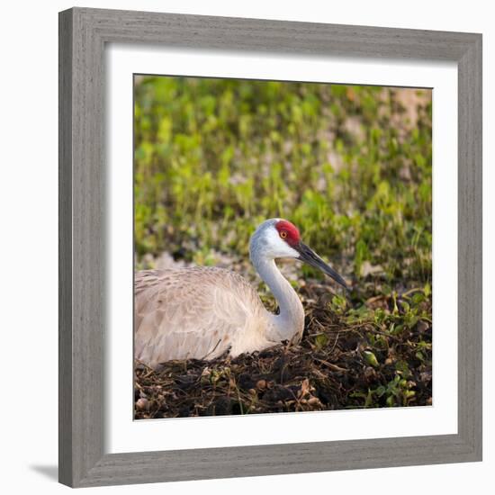 Sandhill Crane on Nest after Sunset, Florida, Wild-Maresa Pryor-Framed Photographic Print