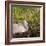 Sandhill Crane on Nest after Sunset, Florida, Wild-Maresa Pryor-Framed Photographic Print