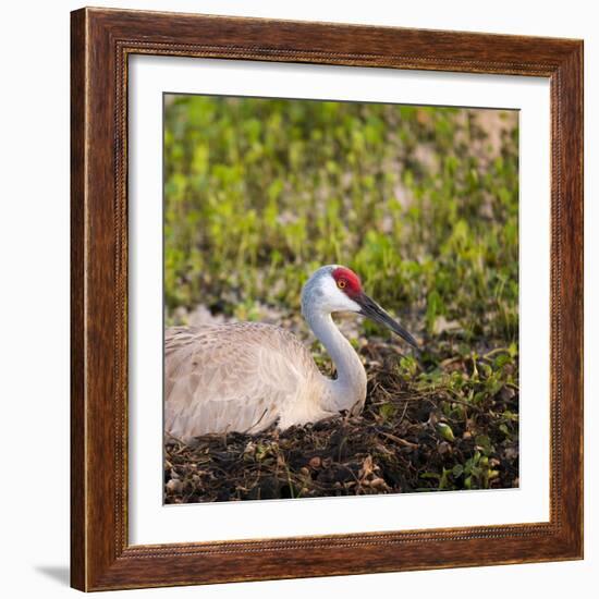 Sandhill Crane on Nest after Sunset, Florida, Wild-Maresa Pryor-Framed Photographic Print