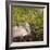 Sandhill Crane on Nest after Sunset, Florida, Wild-Maresa Pryor-Framed Photographic Print