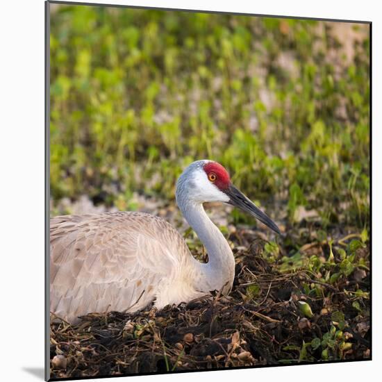 Sandhill Crane on Nest after Sunset, Florida, Wild-Maresa Pryor-Mounted Photographic Print