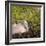 Sandhill Crane on Nest after Sunset, Florida, Wild-Maresa Pryor-Framed Photographic Print