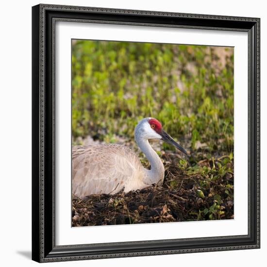 Sandhill Crane on Nest after Sunset, Florida, Wild-Maresa Pryor-Framed Photographic Print