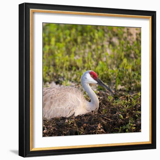 Sandhill Crane on Nest after Sunset, Florida, Wild-Maresa Pryor-Framed Photographic Print