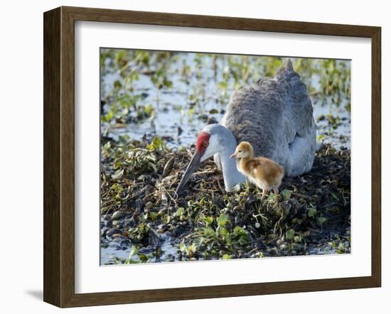 Sandhill Crane on Nest with 2 Day Old Colt, Waiting on Second Egg to Hatch, Florida-Maresa Pryor-Framed Photographic Print