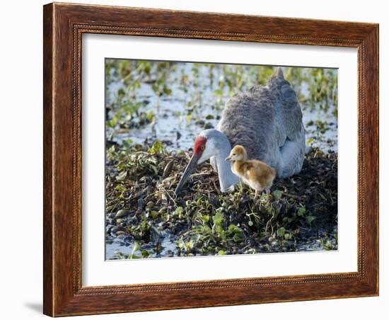 Sandhill Crane on Nest with 2 Day Old Colt, Waiting on Second Egg to Hatch, Florida-Maresa Pryor-Framed Photographic Print