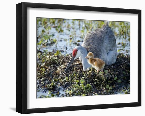 Sandhill Crane on Nest with 2 Day Old Colt, Waiting on Second Egg to Hatch, Florida-Maresa Pryor-Framed Photographic Print