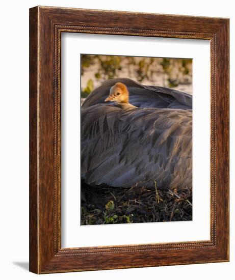 Sandhill Crane on Nest with Baby on Back, Florida-Maresa Pryor-Framed Photographic Print