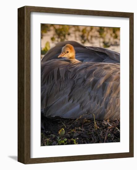 Sandhill Crane on Nest with Baby on Back, Florida-Maresa Pryor-Framed Photographic Print