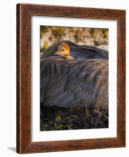 Sandhill Crane on Nest with Baby on Back, Florida-Maresa Pryor-Framed Photographic Print