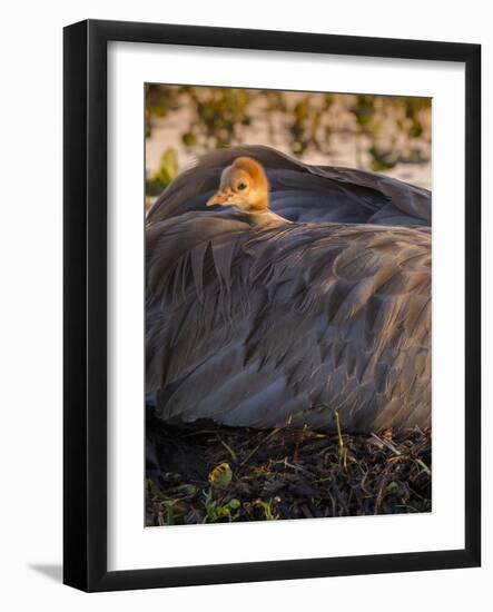 Sandhill Crane on Nest with Baby on Back, Florida-Maresa Pryor-Framed Photographic Print