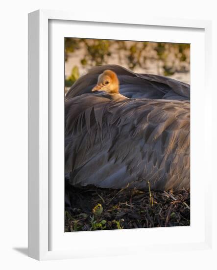 Sandhill Crane on Nest with Baby on Back, Florida-Maresa Pryor-Framed Photographic Print