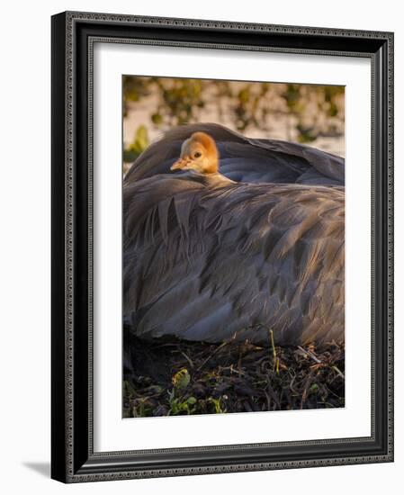 Sandhill Crane on Nest with Baby on Back, Florida-Maresa Pryor-Framed Photographic Print