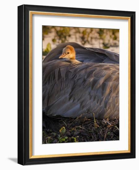 Sandhill Crane on Nest with Baby on Back, Florida-Maresa Pryor-Framed Photographic Print