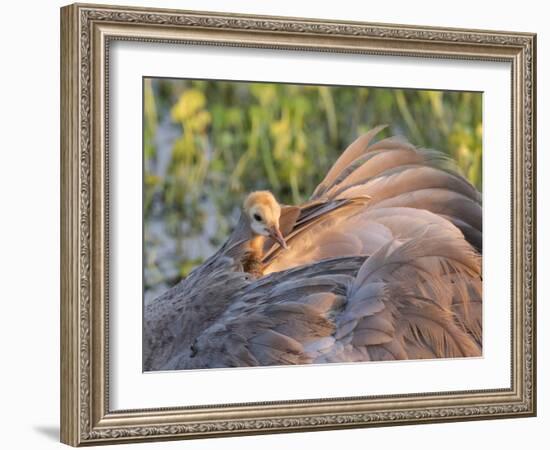 Sandhill Crane on Nest with Baby on Back, Florida-Maresa Pryor-Framed Photographic Print