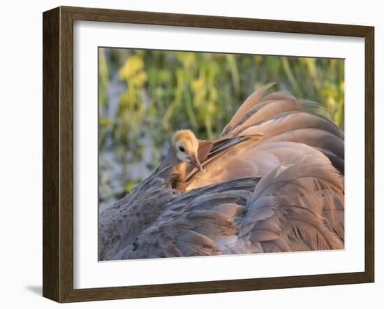 Sandhill Crane on Nest with Baby on Back, Florida-Maresa Pryor-Framed Photographic Print