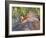 Sandhill Crane on Nest with Baby on Back, Florida-Maresa Pryor-Framed Photographic Print