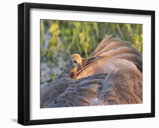 Sandhill Crane on Nest with Baby on Back, Florida-Maresa Pryor-Framed Photographic Print