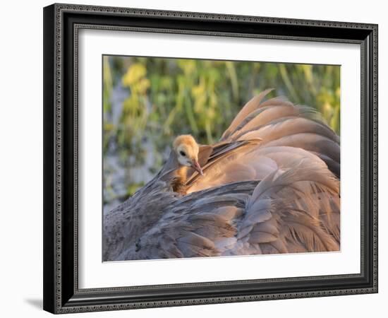 Sandhill Crane on Nest with Baby on Back, Florida-Maresa Pryor-Framed Photographic Print