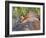 Sandhill Crane on Nest with Baby on Back, Florida-Maresa Pryor-Framed Photographic Print