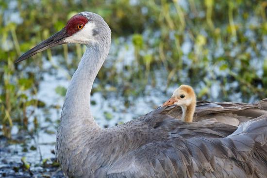 sandhill crane on nest