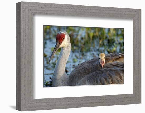 Sandhill Crane on Nest with Baby on Back, Florida-Maresa Pryor-Framed Photographic Print