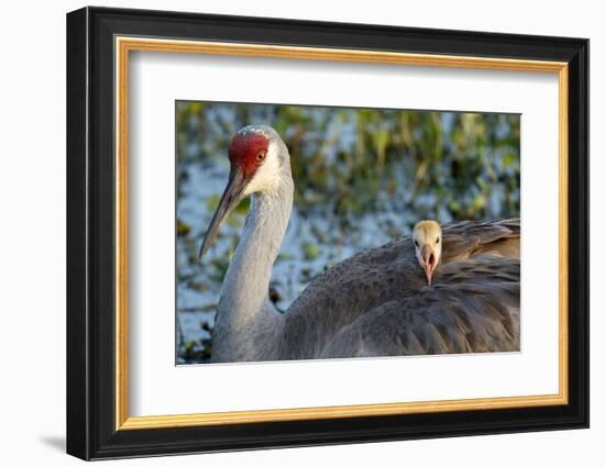 Sandhill Crane on Nest with Baby on Back, Florida-Maresa Pryor-Framed Photographic Print