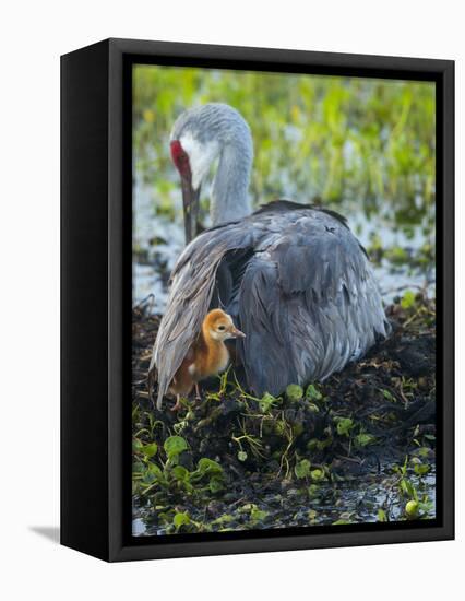 Sandhill Crane on Nest with Colt under Wing, Florida-Maresa Pryor-Framed Premier Image Canvas